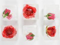 Lets Mingle Rose Ice Cubes